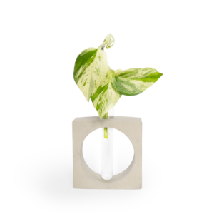 Square Vase